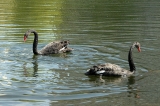 Black swans back to Bykovo Boloto Pond
